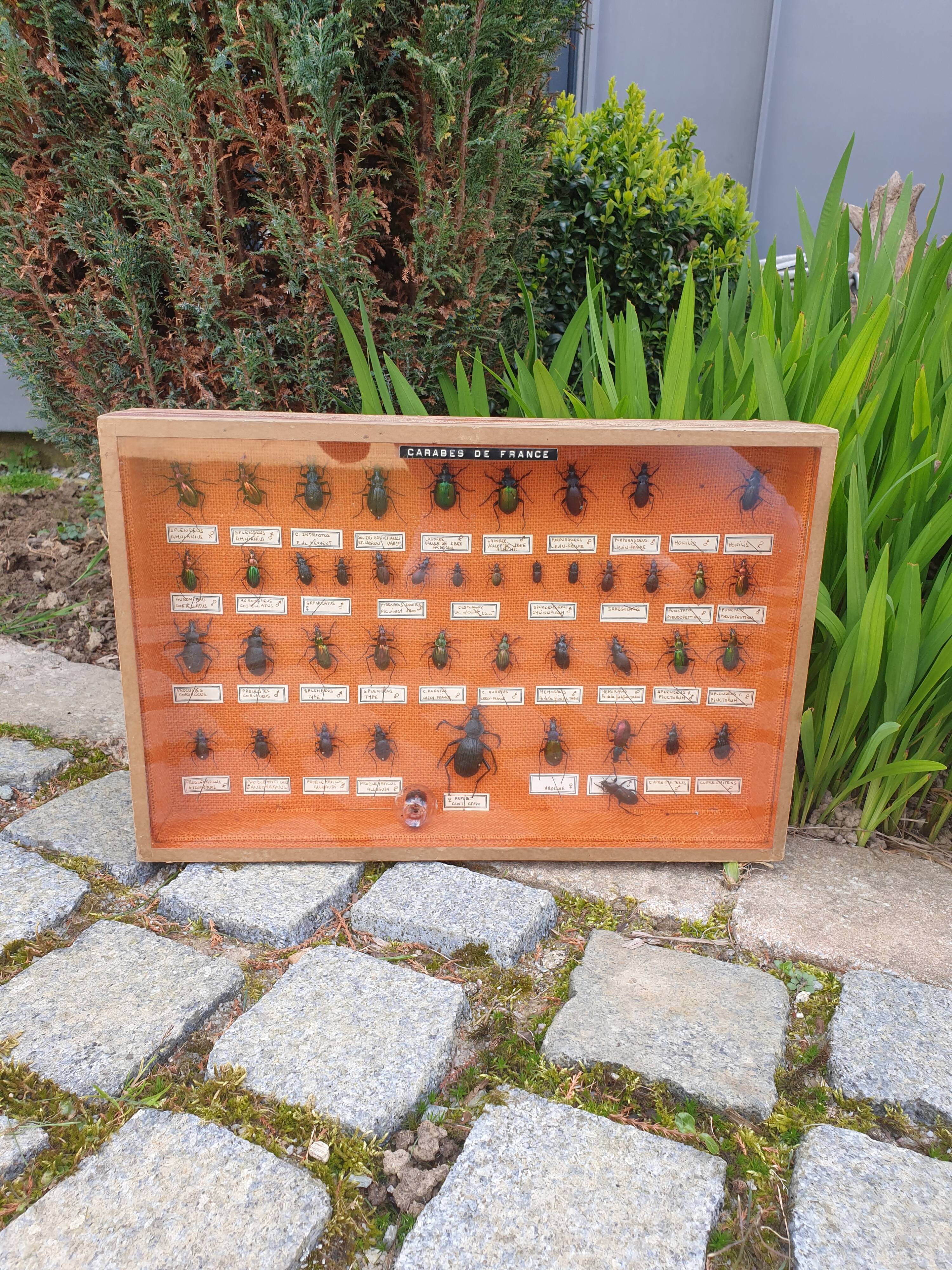 Vitrine entomologie