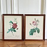 Framed pink botanical posters