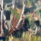 Original Swedish Oil on Panel – “Forest” by Arvid Herbert