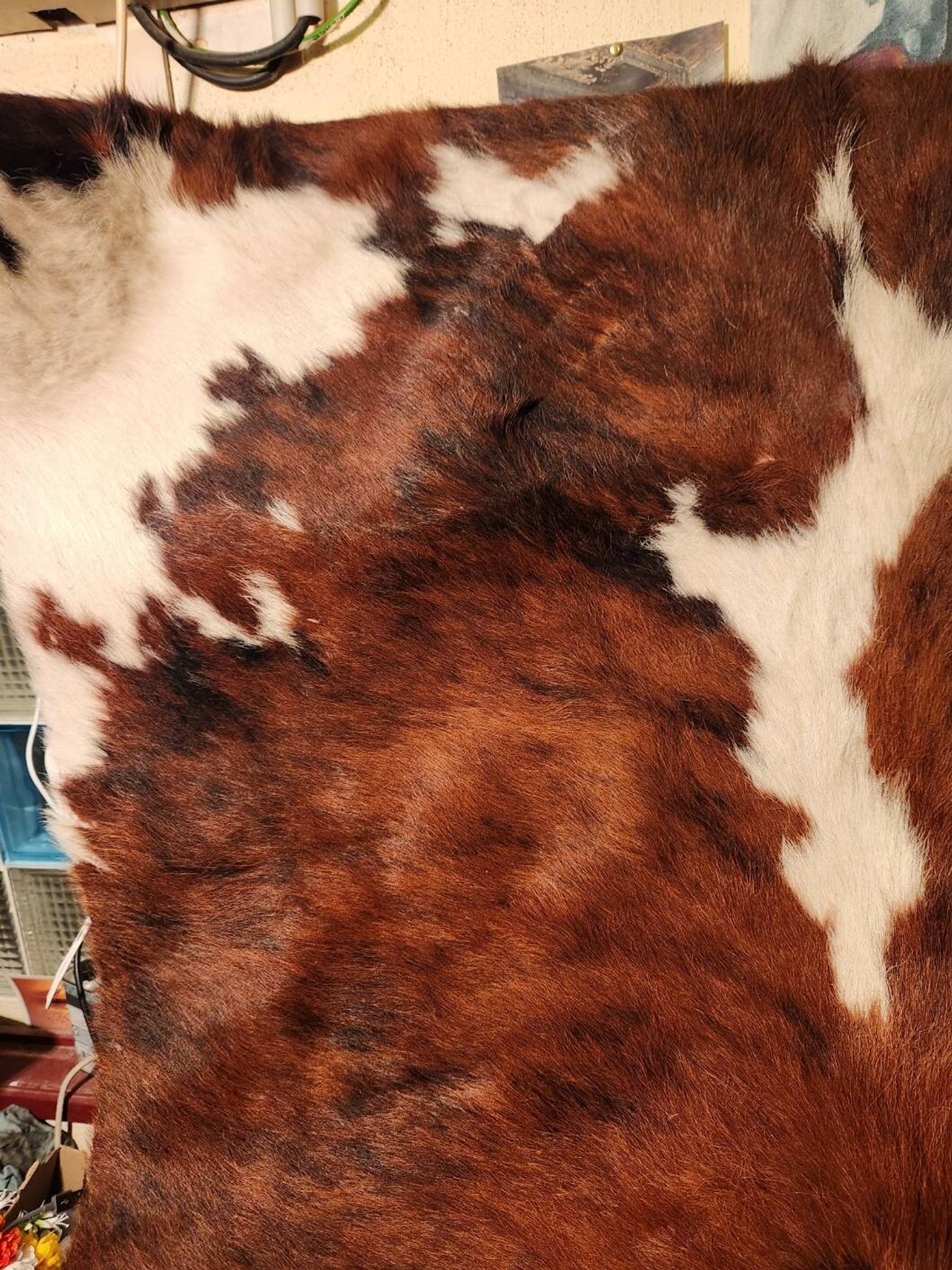 Very large and very beautiful genuine cowhide