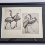 Illustrated plate, studies of ostriches and marabouts, Signed A. Margat, 1930