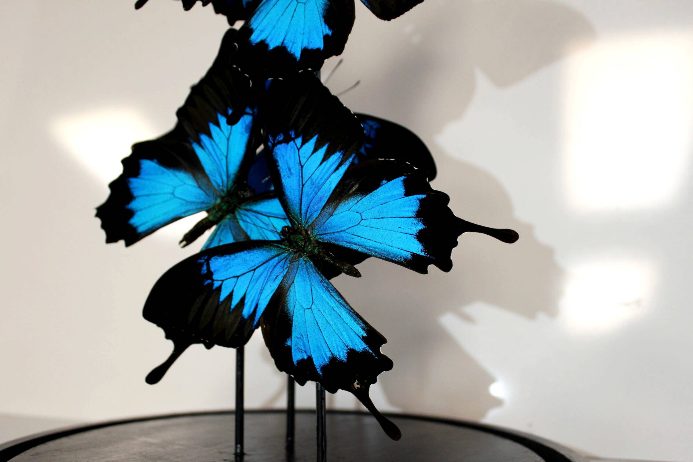 Flight of butterflies under globe.