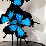 Flight of butterflies under globe.