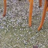 Set of 6 old bistro chairs 2 Thonet and 4 Baumann