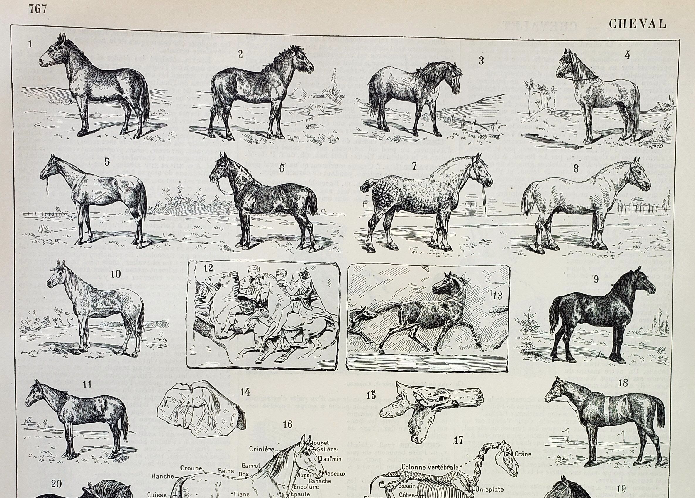 Gravure • Chevaux, race, anatomie, course • Lithographie originale et vintage de 1898
