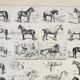 Gravure • Chevaux, race, anatomie, course • Lithographie originale et vintage de 1898