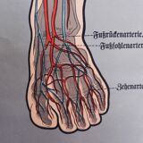 Anatomy poster XIXth