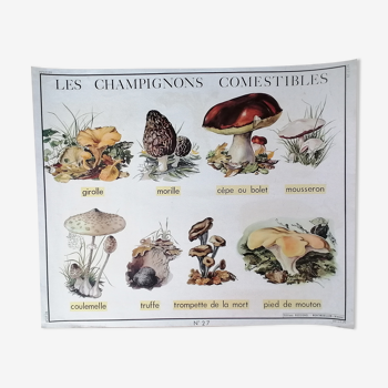 Affiche ancienne scolaire double face rossignol : les champignons comestibles et le caoutchouc.