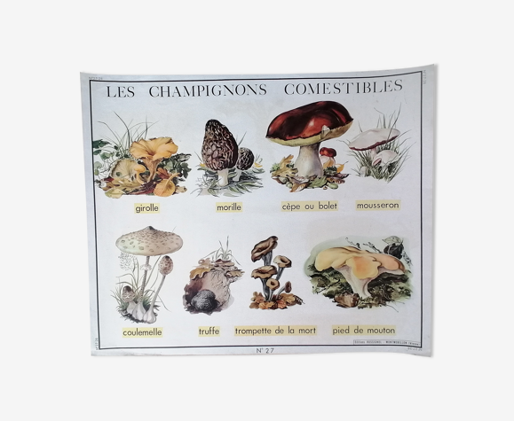 Affiche ancienne scolaire double face rossignol : les champignons comestibles et le caoutchouc.