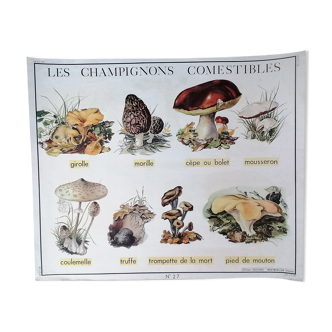 Affiche ancienne scolaire double face rossignol : les champignons comestibles et le caoutchouc.