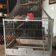Cage à oiseaux