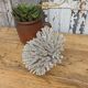 Brush coral