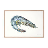 "Salome", the grey shrimp, art print 21/29.7 cm