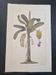 La Roche Laffitte (Born in 1943) - Watercolour drawing on silk - Banana tree