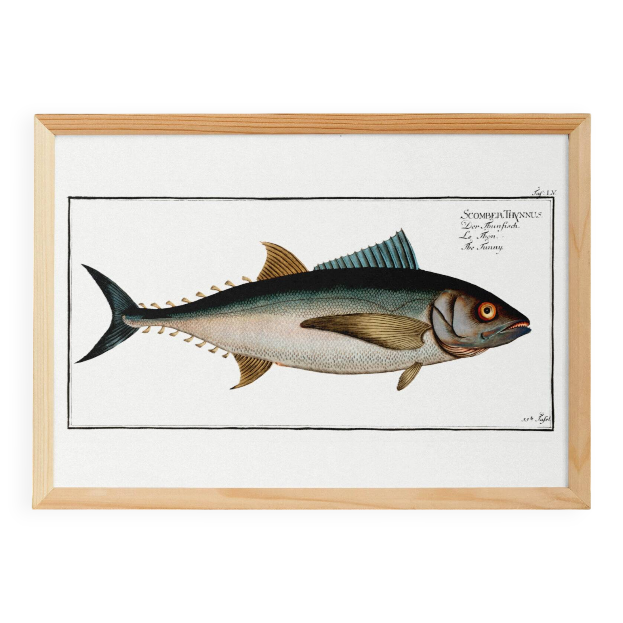 Poster about tuna, based on an old engraving from 1746.