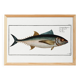 Poster about tuna, based on an old engraving from 1746.