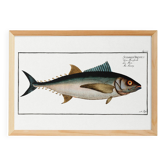 Poster about tuna, based on an old engraving from 1746.