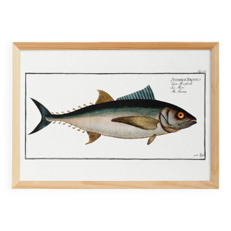 Poster about tuna, based on an old engraving from 1746.