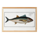 Poster about tuna, based on an old engraving from 1746.