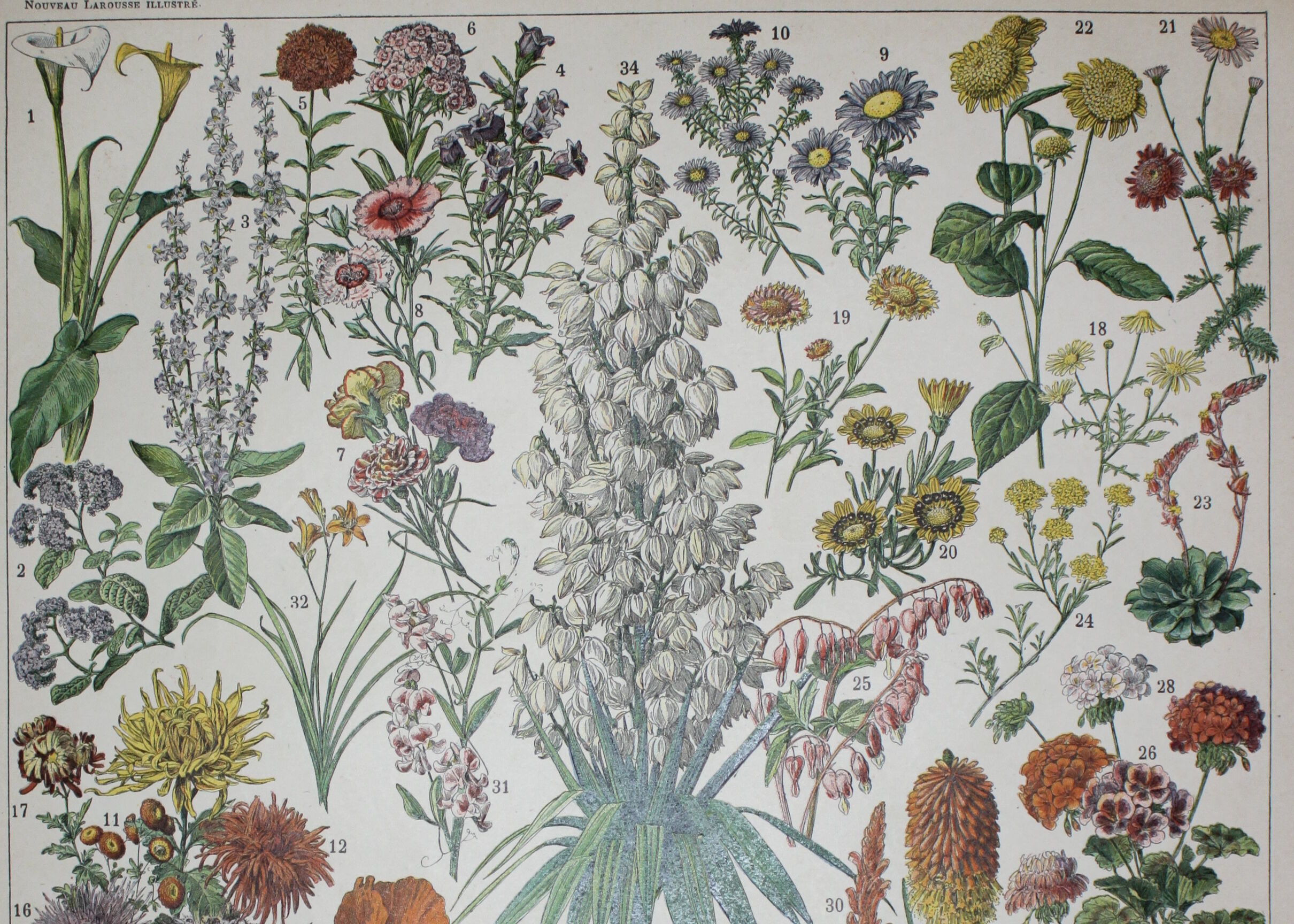 Engraving • Flowers and annual plants • Original lithograph from 1898