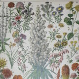 Engraving • Flowers and annual plants • Original lithograph from 1898