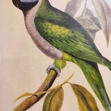 Gould lithograph enhanced Main Palaeornis Derbianus