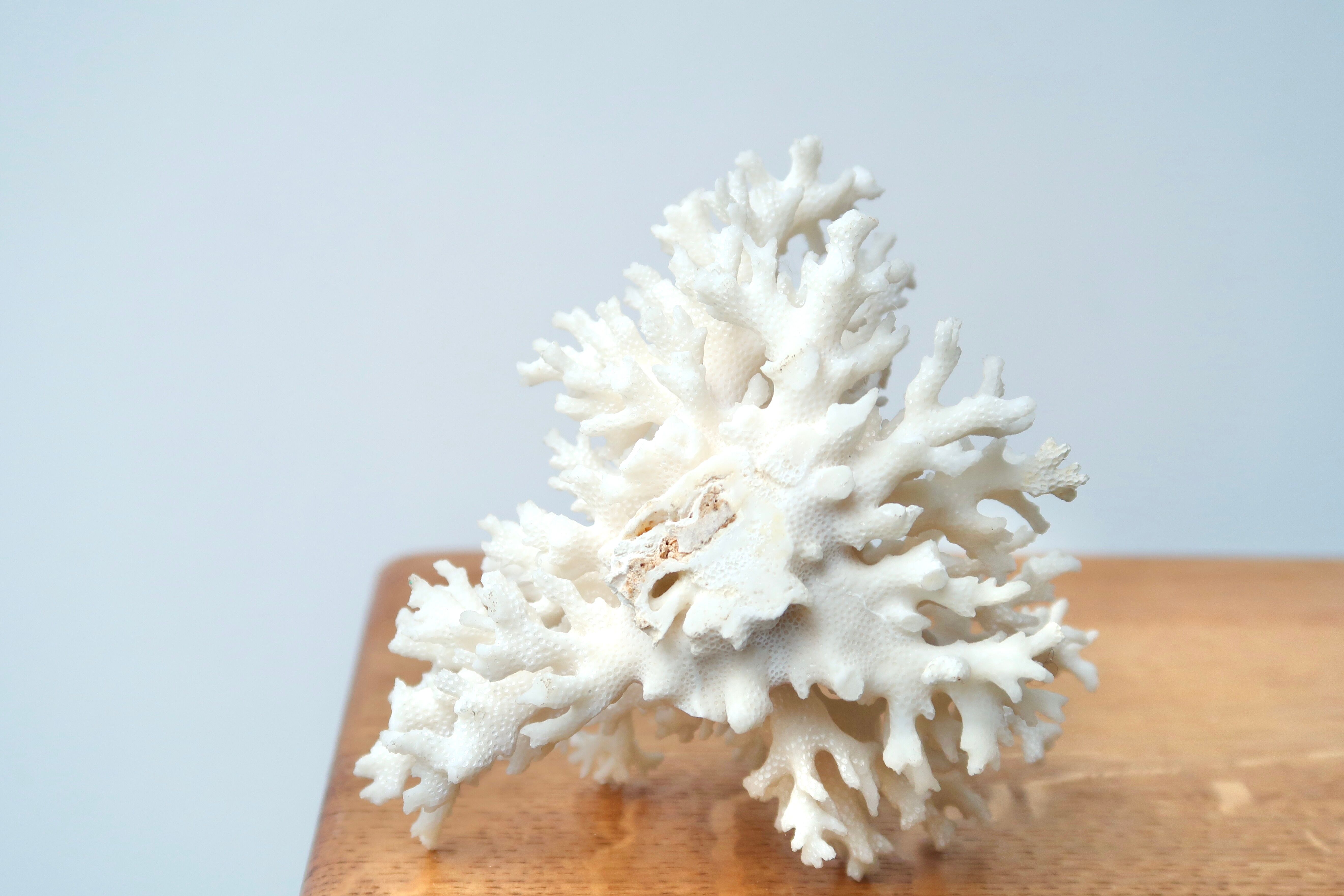 White coral branch, 70s