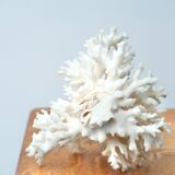 White coral branch, 70s