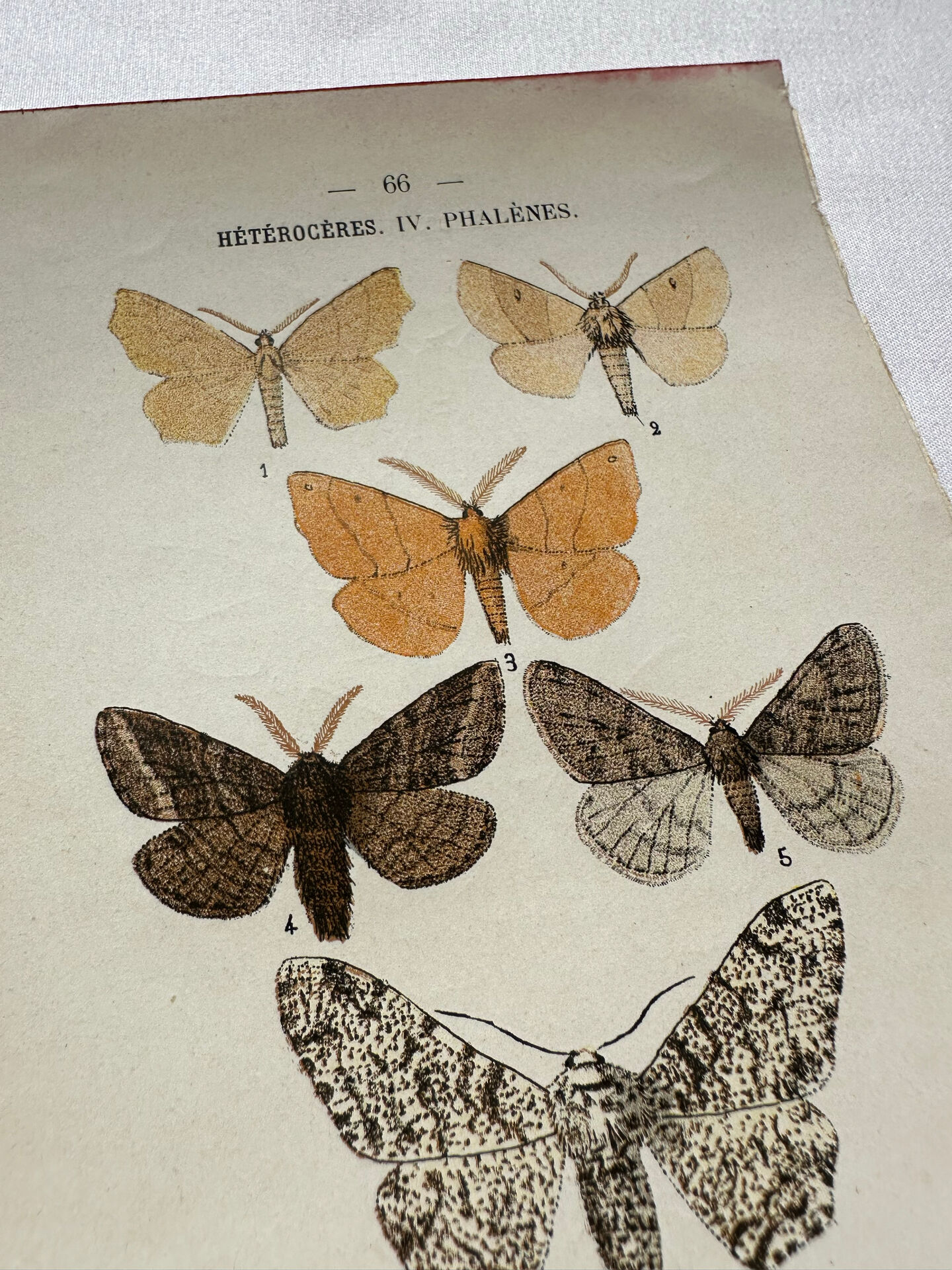 Botanical Plate 1800 Old Naturalist Engraving 19th Century Double-Sided