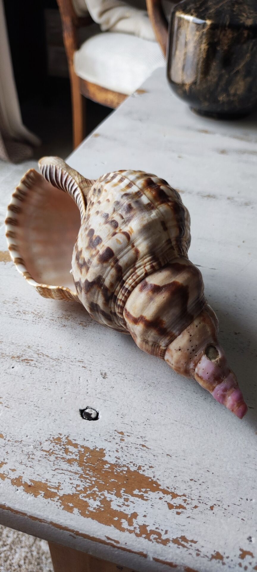 Shell decoration