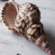 Shell decoration