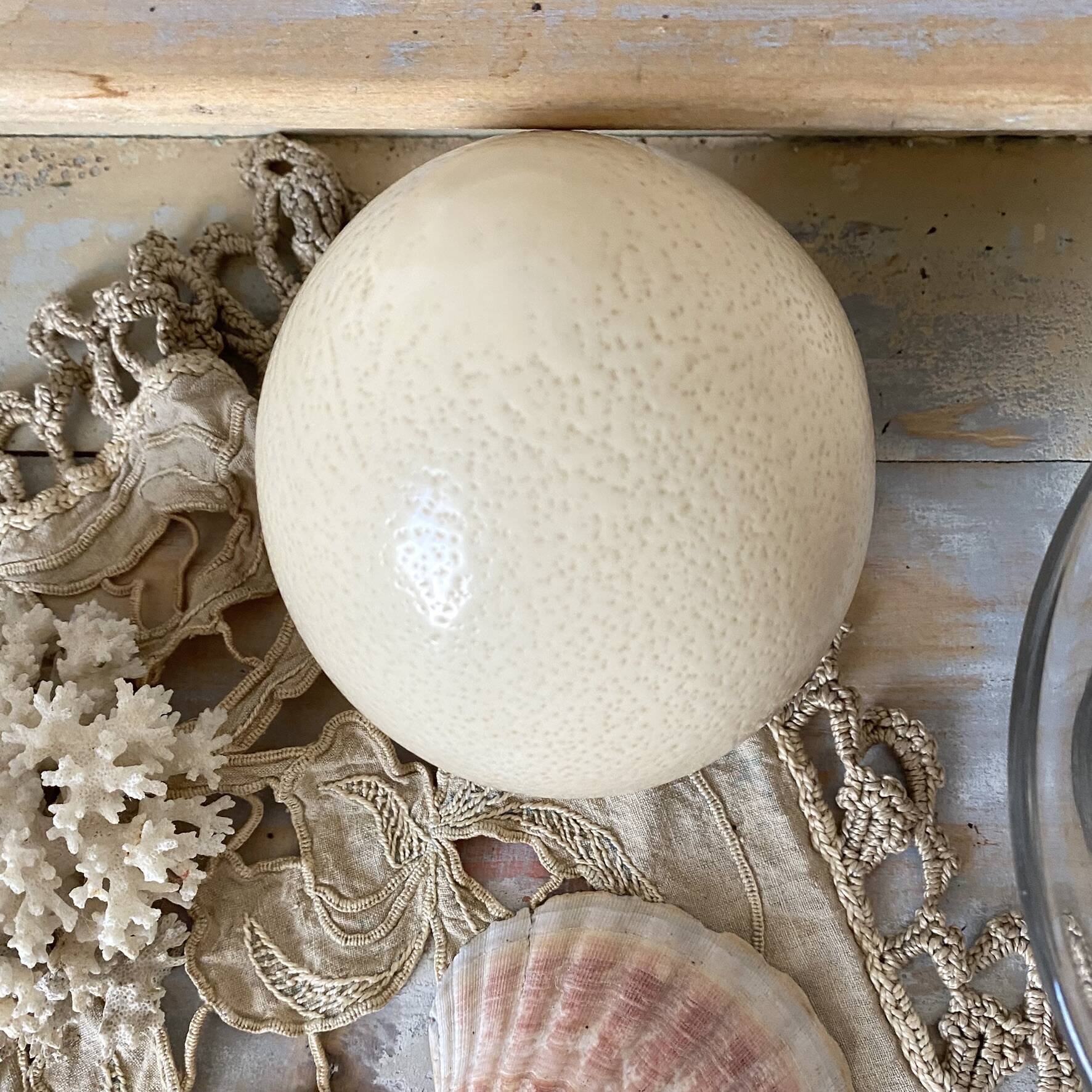 Ostrich egg curiosity cabinet