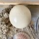 Ostrich egg curiosity cabinet