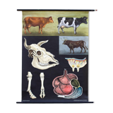 Poster of the Jung-Koch-Quentell School, cows, 1959