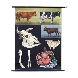 Poster of the Jung-Koch-Quentell School, cows, 1959
