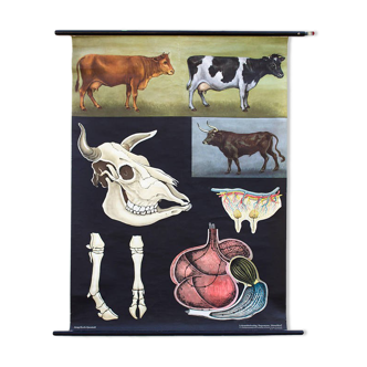 Affiche de l’école de Jung-Koch-Quentell, vaches, 1959