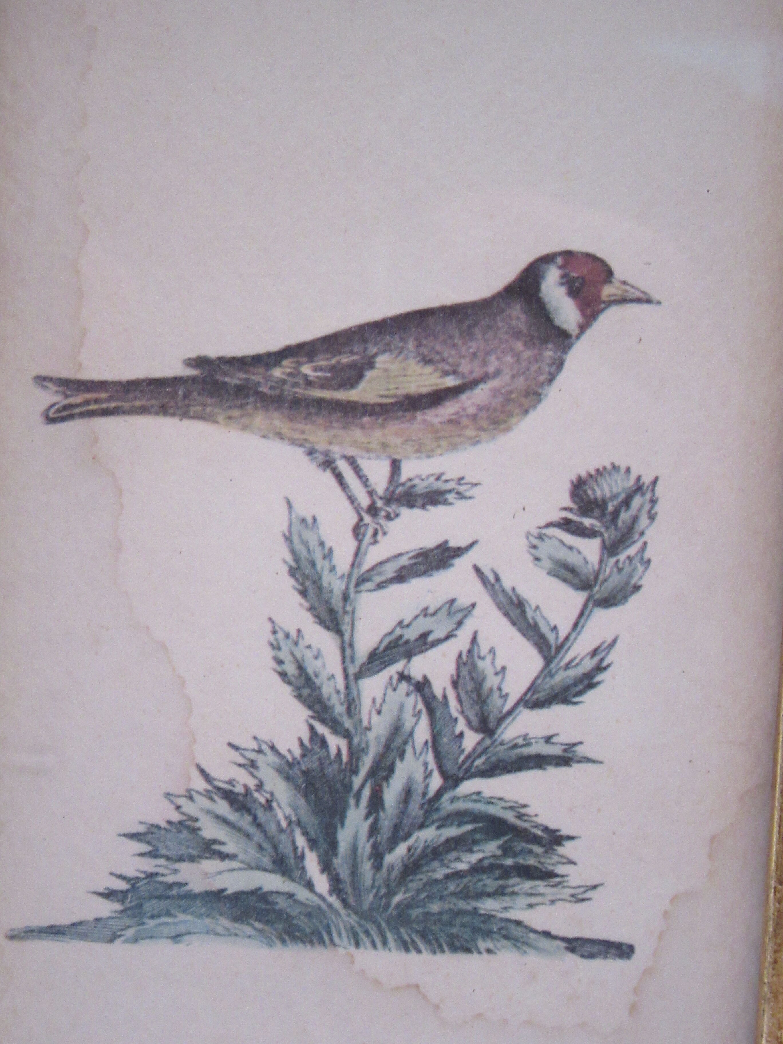 Three bird frames