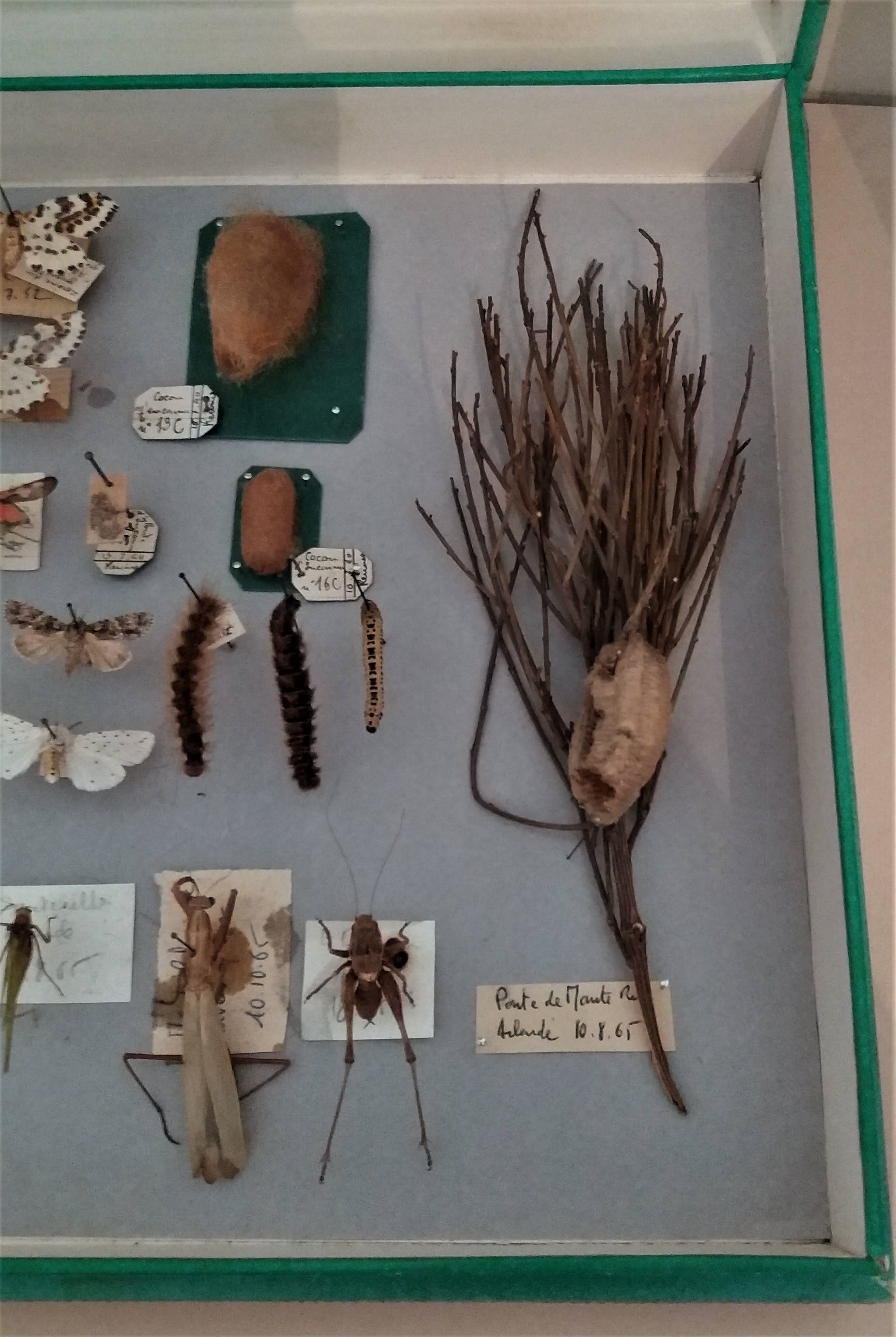 Entomology entomological box with butterflies Nérée Boubée Paris