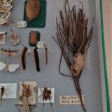 Entomology entomological box with butterflies Nérée Boubée Paris