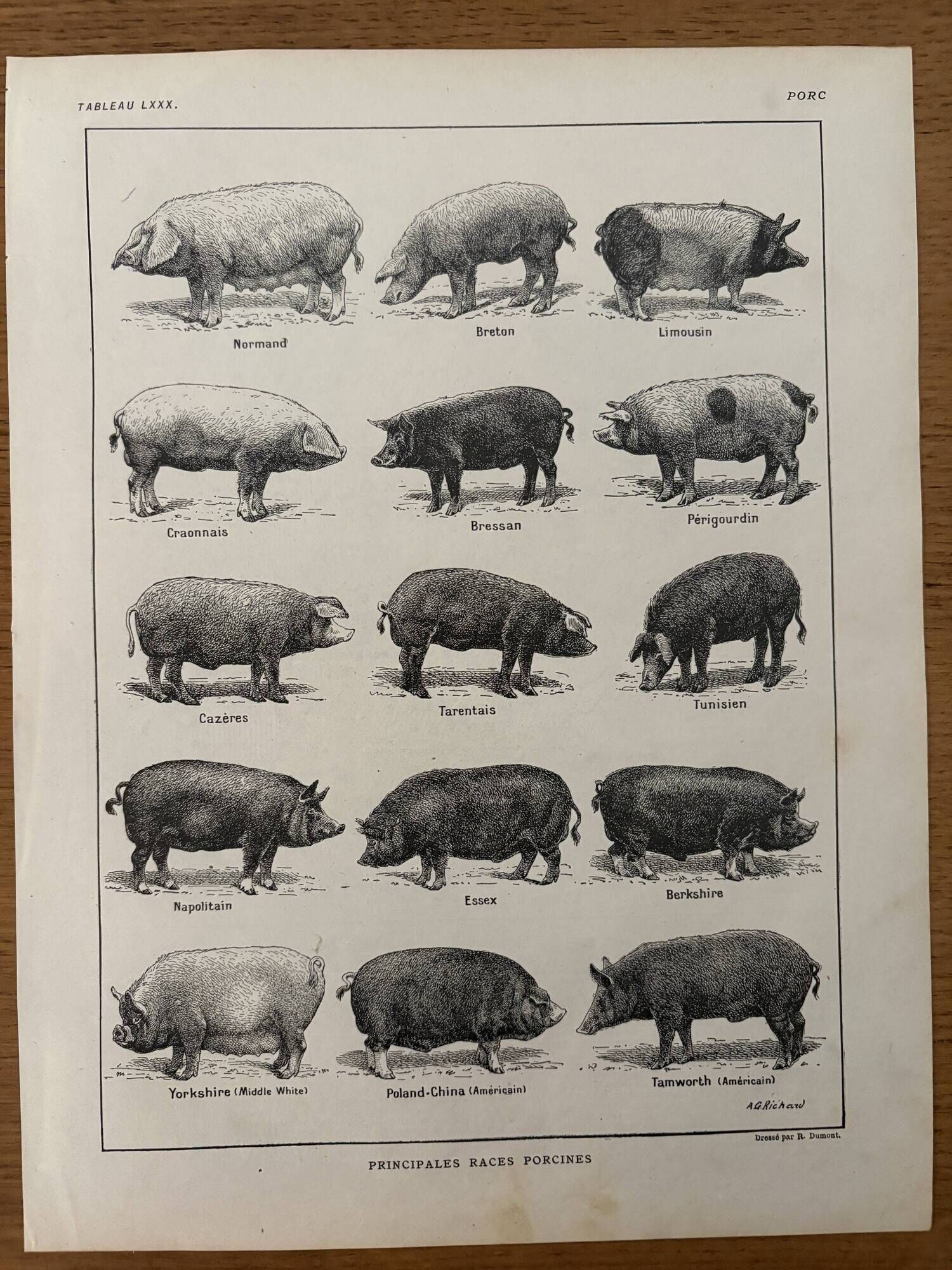 Old engraving of pork (1920)