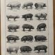 Old engraving of pork (1920)