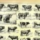 Antique engraving 1928 - Ox, cow, bull - vintage print - farm