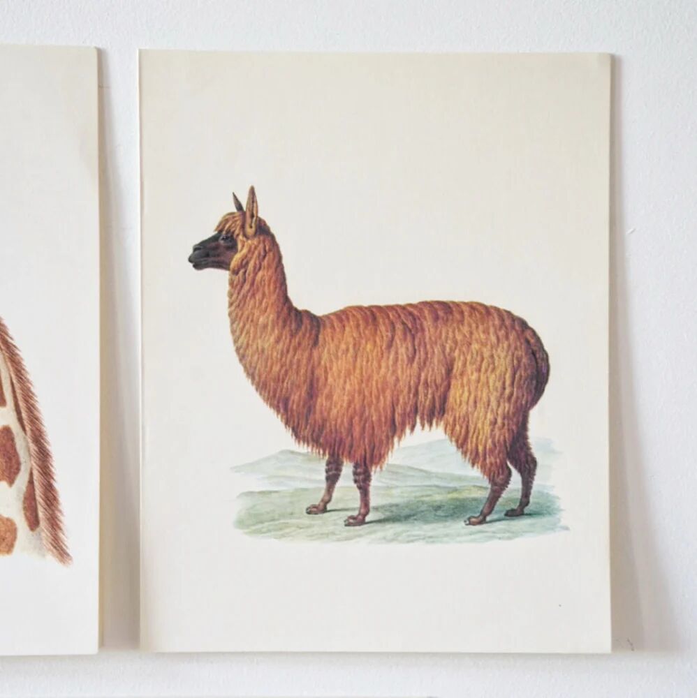 Beast illustrations from the natural history museum.