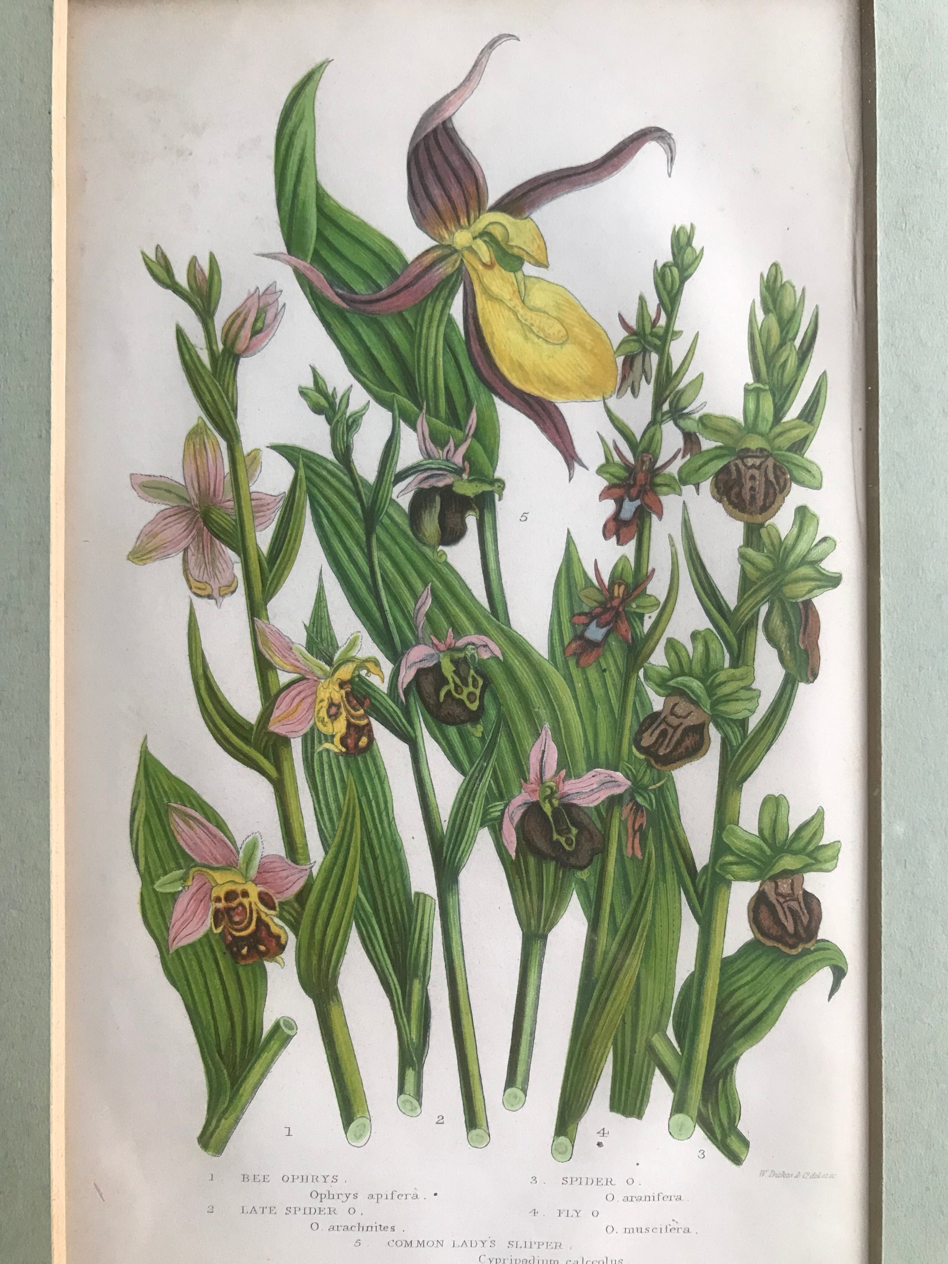 Gravure herbier
