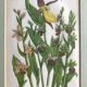 Gravure herbier