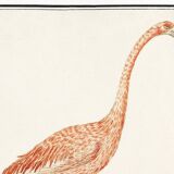 Small poster about the pink flamingo, after an old engraving from 1610.