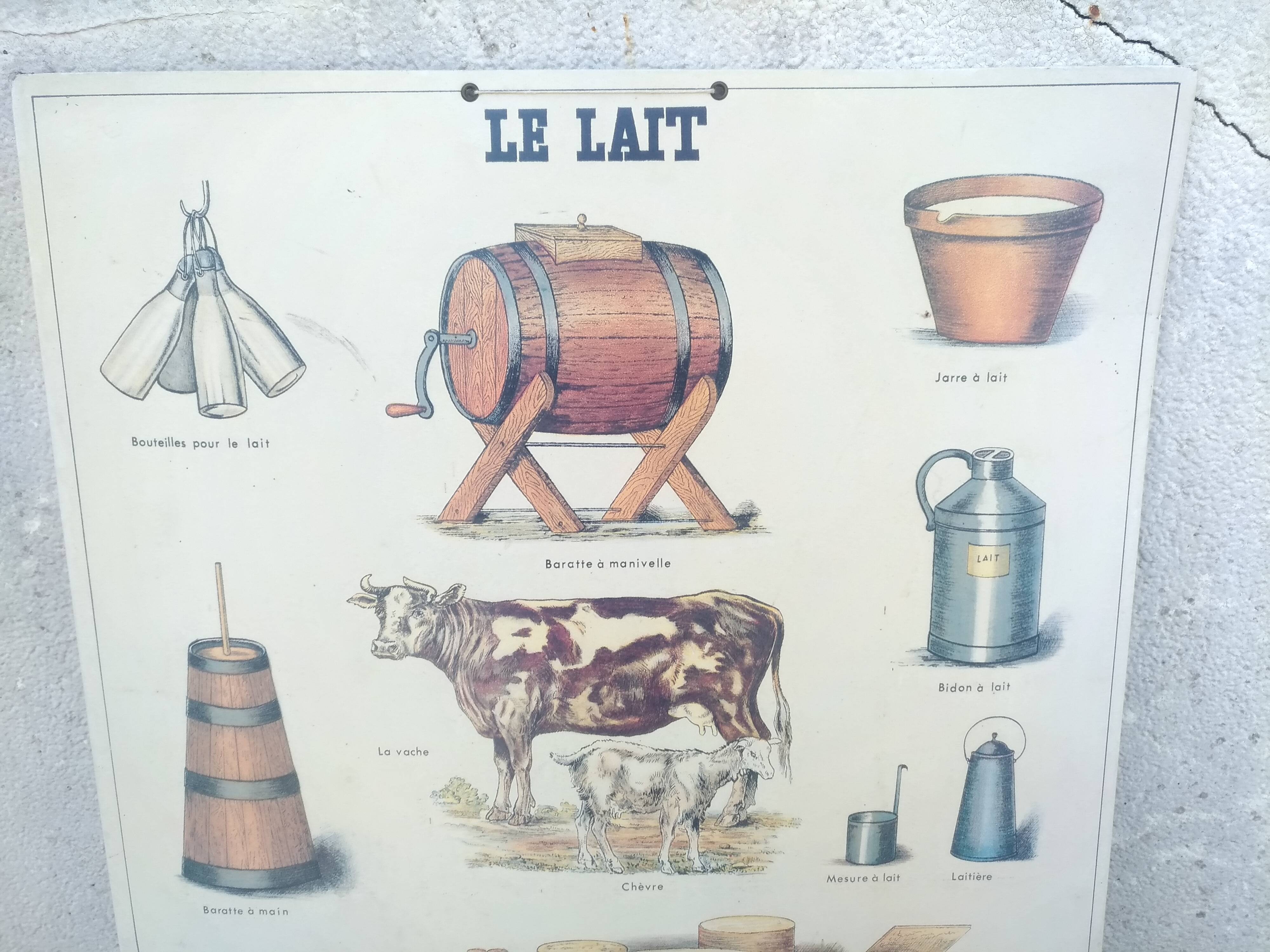 Pedagogical school poster, the lait