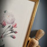 Litho Rose Philippe Noisette