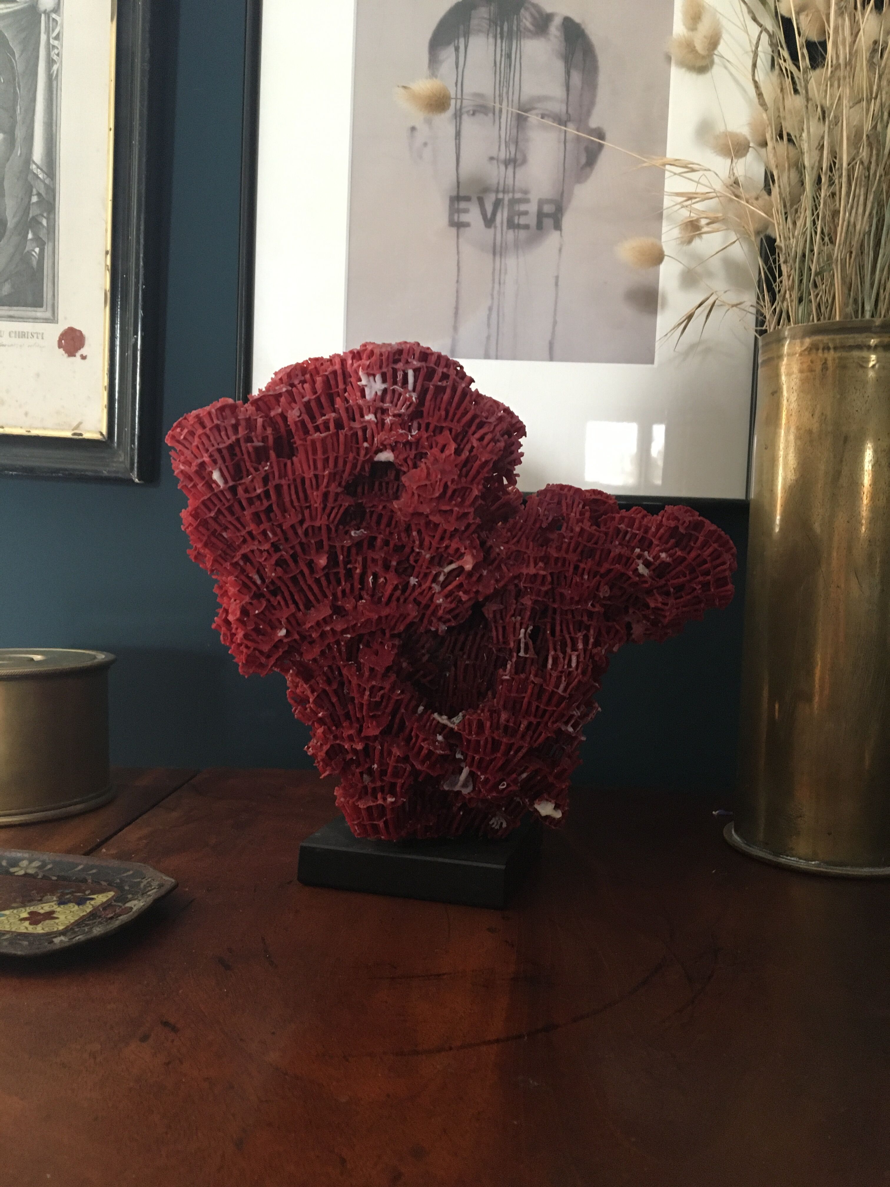 Corail rouge Tubipora Musica, années 70