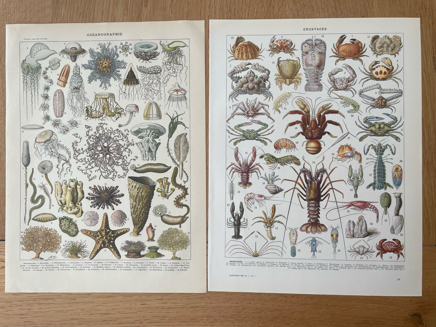 Set of 2 lithographs on the marine world